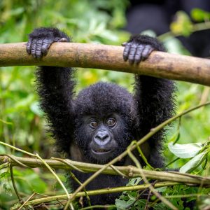 Safári de Gorilas em Ruanda